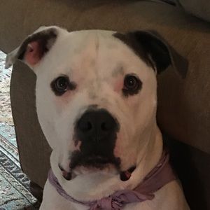 Meet your Posher, Pamela